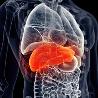 Organ and tissue transplantation research in Scotland